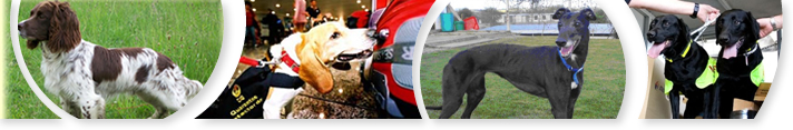 Dog Insurance � Including Greyhounds