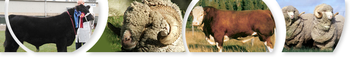Stud Cattle and Stud Sheep